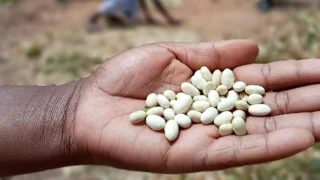 Super El Niño Threatens Southern Africa Bean Harvests, Up to 78% Losses
