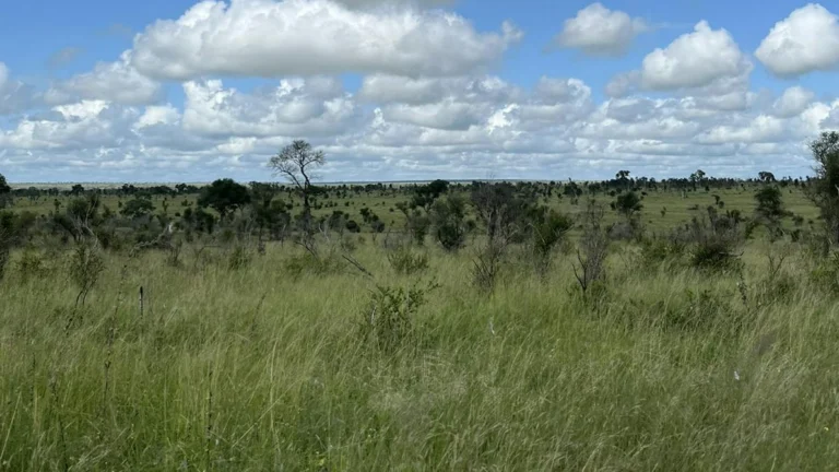 Rising CO2 Is Making African Savanna Grasses Grow More, Study Finds