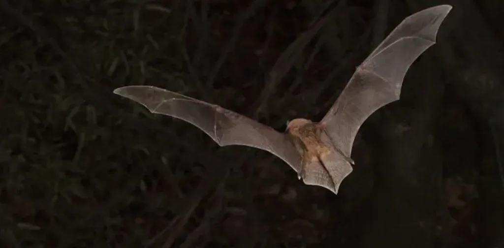 Study Finds Africa’s Cave-Dwelling Bats Face a Climate and Shelter Mismatch