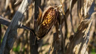 Super El Niño Could Push South Africa’s Maize Prices Higher, Study Finds