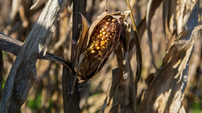 Super El Niño Could Push South Africa’s Maize Prices Higher, Study Finds