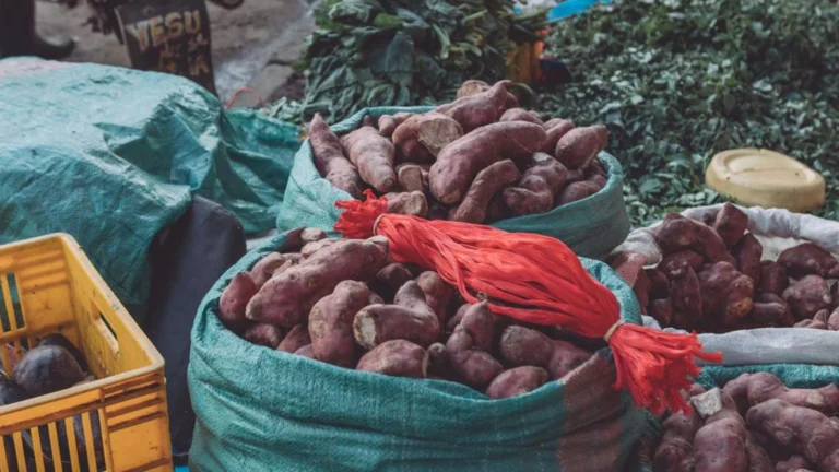 One-Third of Food Lost or Wasted, 324 Studies Show Fixes