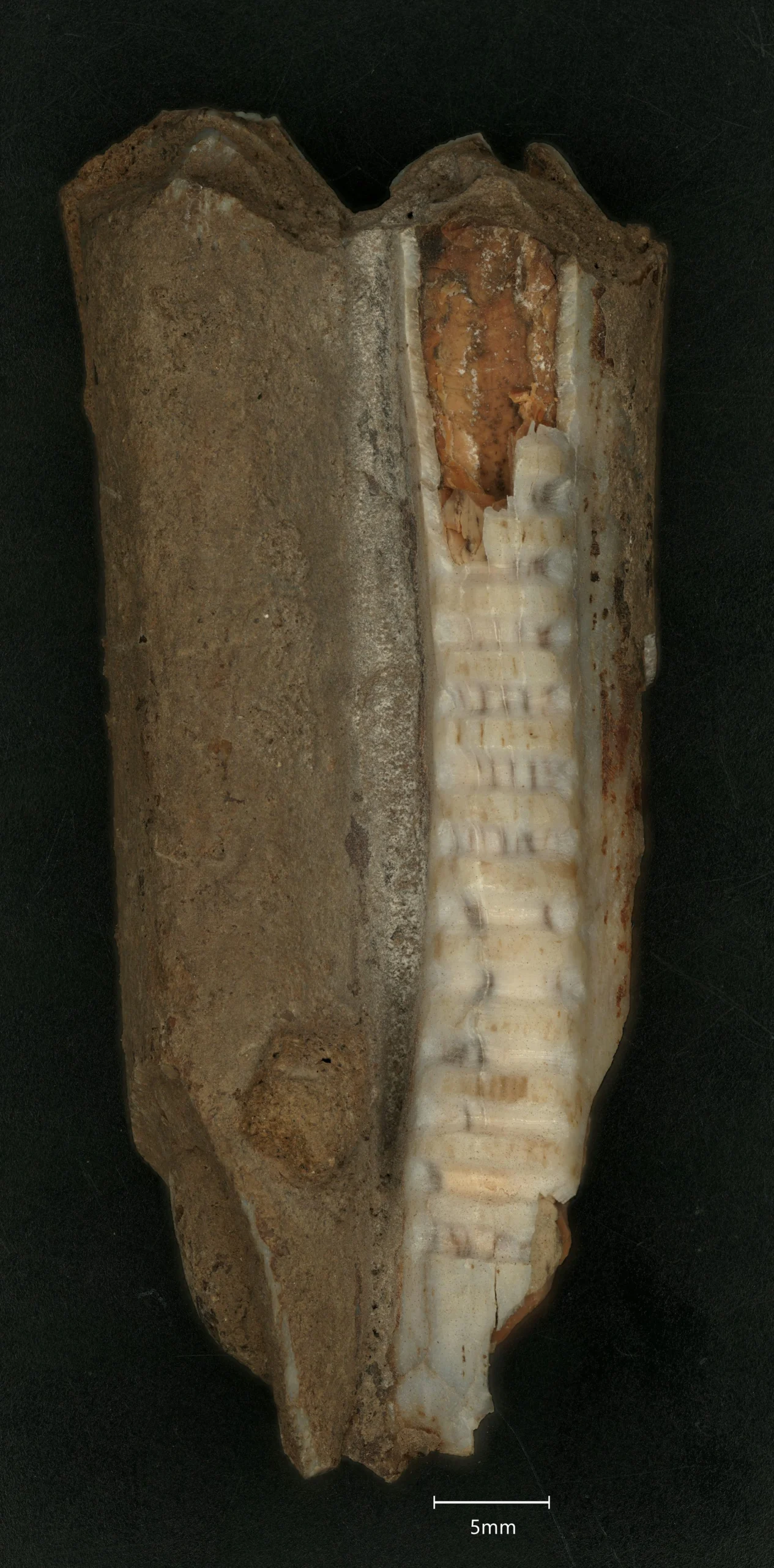 A tall brown tooth with a pale vertical stripe