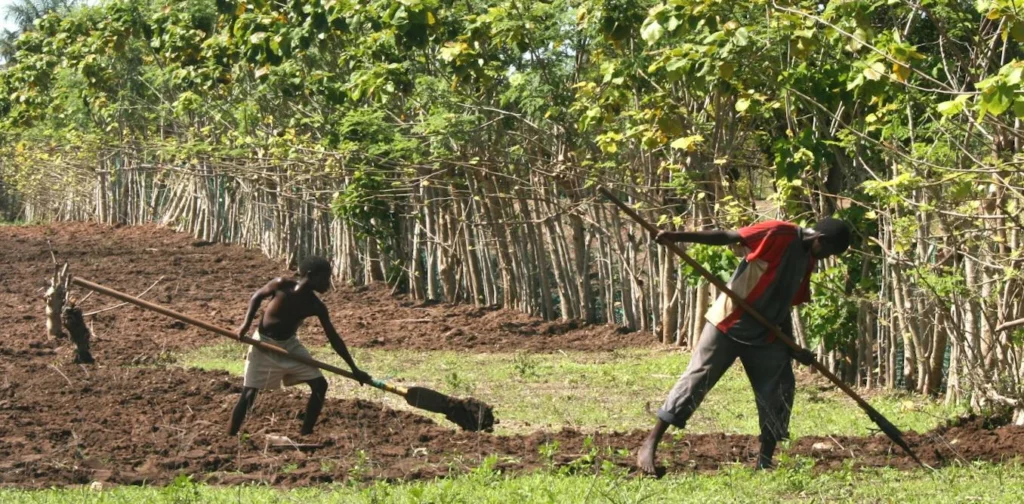 Senegal Study: Farm Credit Lifts Rice Seed Adoption Only With Secure Land Rights